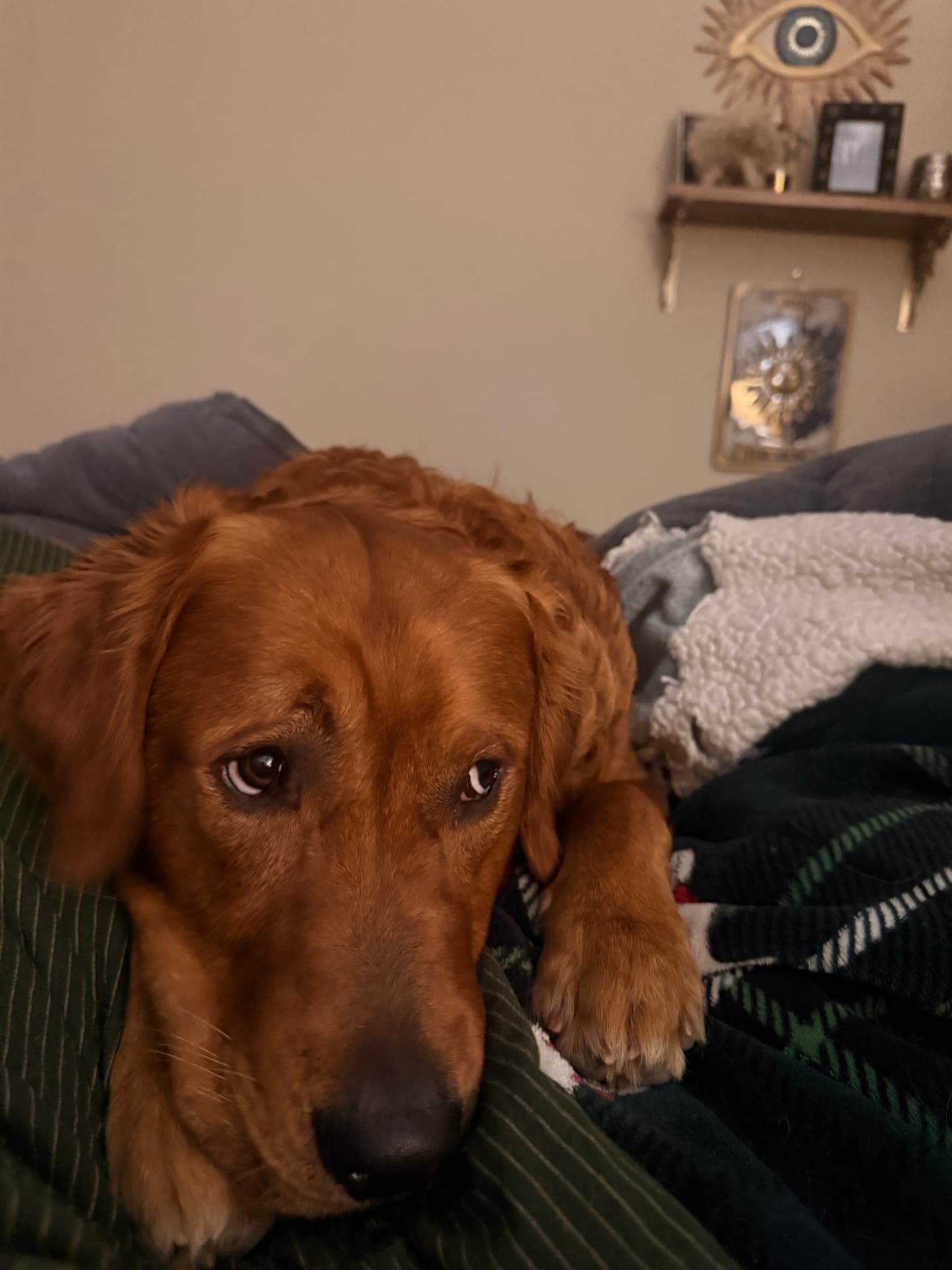 Rowan, a Golden Retriever, resting his head on a blanket and looking at the camera